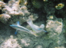 unterwasser4